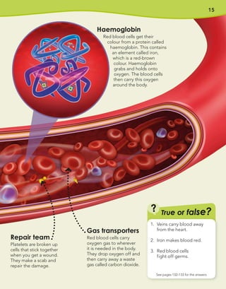 15
Gas transporters
Red blood cells carry
oxygen gas to wherever
it is needed in the body.
They drop oxygen off and
then carry away a waste
gas called carbon dioxide.
Repair team
Platelets are broken up
cells that stick together
when you get a wound.
They make a scab and
repair the damage.
True or false?
?
See pages 132–133 for the answers
1. Veins carry blood away
from the heart.
2. Iron makes blood red.
3. Red blood cells
fight off germs.
Haemoglobin
Red blood cells get their
colour from a protein called
haemoglobin. This contains
an element called iron,
which is a red-brown
colour. Haemoglobin
grabs and holds onto
oxygen. The blood cells
then carry this oxygen
around the body.
 