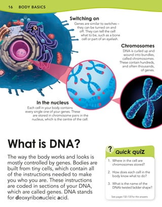 16
The way the body works and looks is
mostly controlled by genes. Bodies are
built from tiny cells, which contain all
of the instructions needed to make
you who you are. These instructions
are coded in sections of your DNA,
which are called genes. DNA stands
for deoxyribonucleic acid.
What is DNA?
In the nucleus
Each cell in your body contains
every single one of your genes. These
are stored in chromosome pairs in the
nucleus, which is the centre of the cell.
Switching on
Genes are similar to switches –
they can be turned on and
off. They can tell the cell
what to be, such as a bone
cell or part of an eyelash.
Chromosomes
DNA is curled up and
wound into bundles,
called chromosomes.
These contain hundreds,
and often thousands,
of genes.
BODY BASICS
Quick quiz
?
See pages 132–133 for the answers
1. Where in the cell are
chromosomes stored?
2. How does each cell in the
body know what to do?
3. What is the name of the
DNA’s twisted ladder shape?
 