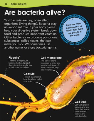 22 BODY BASICS
Yes! Bacteria are tiny, one-celled
organisms (living things). Bacteria play
an important role in your body. Some
help your digestive system break down
food and produce important vitamins.
Other bacteria can produce poisonous
substances, called toxins, that can
make you sick. We sometimes use
another name for these bacteria: germs.
Cell membrane
This barrier allows
chemicals to enter and
exit the cell. Some of
these chemicals help
bacteria grow.
Capsule
The cell is protected
by a slimy layer called
a capsule.
Cell wall
Cell walls protect
bacteria and give
them their shape.
Spiral-shaped
bacteria are
called spirella.
There are more
bacteria in your
mouth than there
are people in
the world.
Are bacteria alive?
Flagella
The tails, or flagella, of
bacteria twist and propel
them along, in a similar way
to helicopter propellers.
 