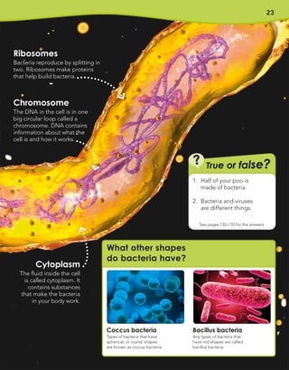 23
Chromosome
The DNA in the cell is in one
big circular loop called a
chromosome. DNA contains
information about what the
cell is and how it works.
Cytoplasm
The fluid inside the cell
is called cytoplasm. It
contains substances
that make the bacteria
in your body work.
Coccus bacteria
Types of bacteria that have
spherical, or round, shapes
are known as coccus bacteria.
Bacillus bacteria
Any types of bacteria that
have rod shapes are called
bacillus bacteria.
What other shapes
do bacteria have?
Ribosomes
Bacteria reproduce by splitting in
two. Ribosomes make proteins
that help build bacteria.
True or false?
?
See pages 132–133 for the answers
1. Half of your poo is
made of bacteria.
2. Bacteria and viruses
are different things.
 