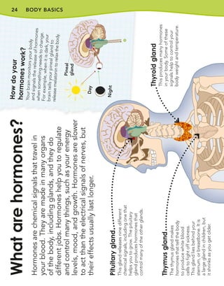 24 BODY BASICS
Hormones
are
chemical
signals
that
travel
in
your
blood.
They
are
made
in
many
organs
of
the
body,
including
glands,
and
they
do
different
jobs.
Hormones
help
you
to
regulate
and
control
many
things,
such
as
your
energy
levels,
mood,
and
growth.
Hormones
are
slower
to
act
than
the
electrical
signals
of
nerves,
but
their
effects
usually
last
longer.
What
are
hormones?
Pituitary
gland
This
gland
releases
nine
different
chemical
signals,
including
one
that
helps
you
to
grow.
The
pituitary
gland
produces
hormones
that
control
many
of
the
other
glands.
Thymus
gland
The
thymus
gland
makes
hormones
that
tell
the
body
to
produce
white
blood
cells
to
fight
off
sickness.
This
gland
lies
behind
your
sternum,
or
breastbone.
It
is
a
large
gland
in
children,
but
it
shrinks
as
you
get
older.
Thyroid
gland
This
produces
many
hormones
in
your
body.
Some
of
these
signals
help
to
control
your
body
weight
and
temperature.
H
o
w
d
o
y
o
u
r
h
o
rm
o
n
e
s
w
o
rk
?
Yo
ur
br
ain
m
on
ito
rs
yo
ur
bo
dy
an
d
sig
na
ls
th
e
re
le
as
e
of
ho
rm
on
es
wh
en
so
m
et
hi
ng
ne
ed
s
to
ch
an
ge
.
Fo
r
ex
am
pl
e,
wh
en
it
is
da
rk,
yo
ur
br
ain
te
lls
yo
ur
pi
ne
al
gl
an
d
to
re
lea
se
m
ela
to
nin
to
re
lax
th
e
bo
dy
.
Da
y
N
ig
ht
Pi
ne
al
gl
an
d
 