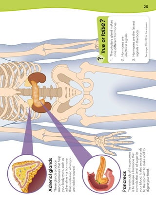 25
Adrenal
glands
These
glands
produce
many
hormones
that
help
your
body
work,
such
as
adrenaline
–
a
hormone
that
is
released
when
you
are
cold
or
scared.
Pancreas
The
main
job
of
the
pancreas
is
to
release
a
hormone
that
controls
the
level
of
sugar
in
your
blood.
It
also
sends
signals
to
the
stomach
to
make
acid
to
digest
your
food.
T
ru
e
o
r
f
a
l
s
e
?
?
See
pages
132–133
for
the
answers
1.
The
pituitary
gland
makes
nine
different
hormones.
2.
Hormones
are
electrical
signals.
3.
Hormones
are
the
fastest
signals
in
the
body.
 