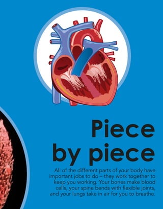 All of the different parts of your body have
important jobs to do – they work together to
keep you working. Your bones make blood
cells, your spine bends with flexible joints,
and your lungs take in air for you to breathe.
Piece
by piece
 