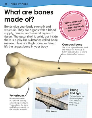 28 PIECE BY PIECE
Bones give your body strength and
structure. They are organs with a blood
supply, nerves, and several layers of
tissue. The outer shell is solid, but inside
there is a jelly-like substance called bone
marrow. Here is a thigh bone, or femur.
It’s the largest bone in your body.
What are bones
made of?
Periosteum
Bones are covered
in a smooth coating
called the periosteum.
This protects the bone
and helps connect it to
the muscles around it.
Compact bone
The outer layer of bone is hard
and heavy. It is made up of
tightly packed tubes of strong
bone tissue called osteons.
Strong
and light
Human bones are
six times lighter
than steel, but
they are just
as strong.
Steel beams
Bone marrow can
make roughly
2 million blood cells
each second!
 