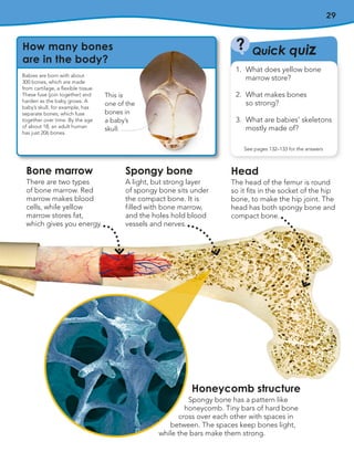 29
Bone marrow
There are two types
of bone marrow. Red
marrow makes blood
cells, while yellow
marrow stores fat,
which gives you energy.
Spongy bone
A light, but strong layer
of spongy bone sits under
the compact bone. It is
filled with bone marrow,
and the holes hold blood
vessels and nerves.
Honeycomb structure
Spongy bone has a pattern like
honeycomb. Tiny bars of hard bone
cross over each other with spaces in
between. The spaces keep bones light,
while the bars make them strong.
Quick quiz
?
See pages 132–133 for the answers
1. What does yellow bone
marrow store?
2. What makes bones
so strong?
3. What are babies’ skeletons
mostly made of?
How many bones
are in the body?
Babies are born with about
300 bones, which are made
from cartilage, a flexible tissue.
These fuse (join together) and
harden as the baby grows. A
baby’s skull, for example, has
separate bones, which fuse
together over time. By the age
of about 18, an adult human
has just 206 bones.
Head
The head of the femur is round
so it fits in the socket of the hip
bone, to make the hip joint. The
head has both spongy bone and
compact bone.
This is
one of the
bones in
a baby’s
skull.
 