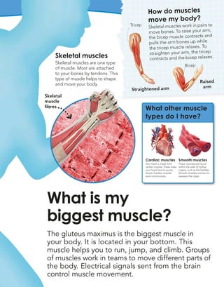 The gluteus maximus is the biggest muscle in
your body. It is located in your bottom. This
muscle helps you to run, jump, and climb. Groups
of muscles work in teams to move different parts of
the body. Electrical signals sent from the brain
control muscle movement.
What is my
biggest muscle?
Straightened arm
Tricep
Raised
arm
How do muscles
move my body?
Skeletal muscles work in pairs to
move bones. To raise your arm,
the bicep muscle contracts and
pulls the arm bones up while
the tricep muscle relaxes. To
straighten your arm, the tricep
contracts and the bicep relaxes.
Bicep
Skeletal muscles
Skeletal muscles are one type
of muscle. Most are attached
to your bones by tendons. This
type of muscle helps to shape
and move your body.
Skeletal
muscle
fibres
What other muscle
types do I have?
Cardiac muscles
Your heart is made from
cardiac muscles. These make
your heart beat to pump
blood. Cardiac muscles
work continuously.
Smooth muscles
These muscles are found
within the walls of hollow
organs, such as the bladder.
Smooth muscles contract to
squeeze the organ.
 