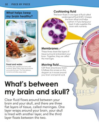 32 PIECE BY PIECE
Clear fluid flows around between your
brain and your skull, and there are three
flat layers of tissue, called meninges. One
layer wraps around your brain, your skull
is lined with another layer, and the third
layer floats between the two.
What’s between
my brain and skull?
Membranes
These three sheet-like layers of
tissue surround and protect your
brain. Together, they are called
the meninges.
Moving fluid
CSF flows around your brain.
It follows the arrows on this
diagram as it moves around
your brain and spinal cord.
Cushioning fluid
The brain floats in one type of fluid called
cerebrospinal fluid (CSF). It keeps
the brain afloat and helps
cushion it if you bang your
head. It also supplies the
brain with nutrients.
What helps keep
my brain healthy?
Food and water
A healthy diet supplies your brain with
nutrients. Water helps make the fluid that
surrounds the brain. This fluid delivers
nutrients and takes away waste.
 