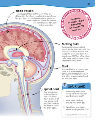 33
Blood vessels
These supply blood to the brain. They are
different to the blood vessels in the rest of your
body as they do not allow viruses or germs to
enter the brain. These are filtered
out from the blood by cells
in the ventricles.
Making fluid
Cavities in the brain called
ventricles are lined with cells that
make CSF. It flows around and
inside the brain and down the
spinal cord. CSF has white blood
cells, sugar, and proteins in it to
help the brain to work.
Skull
Your skull helps to protect your
brain. It is made of several
bones, and encases your brain
and other organs in your head,
such as your eyes.
Spinal cord
Your spinal cord
is also cushioned
by CSF. It flows
down the back of
your spinal cord
and then back up
the front to reach
the brain again.
Your brain
produces about
half a litre
(17 fl oz) of CSF
each day!
Quick quiz
?
See pages 132–133 for the answers
1. How many membrane
layers are there between
your brain and skull?
2. What does the fluid
around your brain do?
3. Apart from your brain,
where would you find CSF?
 