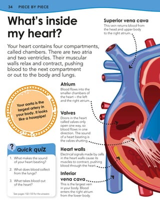 34 PIECE BY PIECE
Your heart contains four compartments,
called chambers. There are two atria
and two ventricles. Their muscular
walls relax and contract, pushing
blood to the next compartment
or out to the body and lungs.
What’s inside
my heart?
Atrium
Blood flows into the
smaller chambers of
the heart – the left
and the right atrium.
Valves
Doors in the heart
called valves only
open one way, so
blood flows in one
direction. The sound
of a heart beating is
the valves shutting.
Heart walls
Electrical signals made by cells
in the heart walls cause its
muscles to contract, pushing
blood through the heart.
Quick quiz
?
See pages 132–133 for the answers
1. What makes the sound
of your heart beating?
2. What does blood collect
from the lungs?
3. What takes blood out
of the heart?
Your aorta is the
largest artery in
your body. It looks
like a hosepipe!
Superior vena cava
This vein returns blood from
the head and upper body
to the right atrium.
Inferior
vena cava
This is the largest vein
in your body. Blood
enters the right atrium
from the lower body.
 