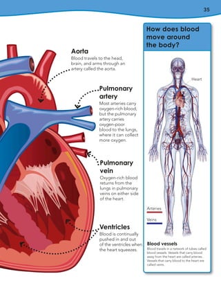 35
Pulmonary
artery
Most arteries carry
oxygen-rich blood,
but the pulmonary
artery carries
oxygen-poor
blood to the lungs,
where it can collect
more oxygen.
Ventricles
Blood is continually
pushed in and out
of the ventricles when
the heart squeezes.
Pulmonary
vein
Oxygen-rich blood
returns from the
lungs in pulmonary
veins on either side
of the heart.
How does blood
move around
the body?
Blood vessels
Blood travels in a network of tubes called
blood vessels. Vessels that carry blood
away from the heart are called arteries.
Vessels that carry blood to the heart are
called veins.
Heart
Aorta
Blood travels to the head,
brain, and arms through an
artery called the aorta.
Arteries
Veins
 