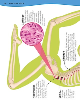 36 PIECE BY PIECE
Cartilage
Cartilage
is
strong
tissue
that
works
like
rubber,
bending
and
cushioning
our
movements.
There
are
no
blood
vessels
or
nerves
in
cartilage.
It
is
much
softer
than
bone.
Floating
ribs
The
bottom
two
pairs
of
ribs
are
only
attached
to
the
spine.
They
don’t
connect
to
the
sternum
at
the
front.
They
are
known
as
floating
ribs.
Spine
The
ribs
are
attached
to
the
spine
by
ligaments.
As
the
spine
bends,
the
ribs
move.
Ribcage
The
upper
seven
ribs
are
known
as
true
ribs
because
they
attach
to
the
spine
and
breastbone.
The
next
three
ribs
are
called
false
ribs
because
they
do
not
attach
to
the
breastbone.
Instead,
they
attach
to
the
rib
above.
 