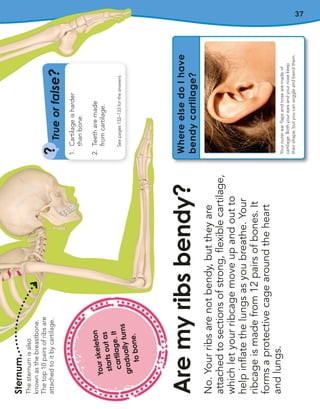 37
No.
Your
ribs
are
not
bendy,
but
they
are
attached
to
sections
of
strong,
flexible
cartilage,
which
let
your
ribcage
move
up
and
out
to
help
inflate
the
lungs
as
you
breathe.
Your
ribcage
is
made
from
12
pairs
of
bones.
It
forms
a
protective
cage
around
the
heart
and
lungs.
Are
my
ribs
bendy?
Sternum
The
sternum
is
also
known
as
the
breastbone.
The
top
10
pairs
of
ribs
are
attached
to
it
by
cartilage.
T
ru
e
o
r
f
a
l
s
e
?
?
See
pages
132–133
for
the
answers
1.
Cartilage
is
harder
than
bone.
2.
Teeth
are
made
from
cartilage.
Where
else
do
I
have
bendy
cartilage?
Your
outer
ear
flaps
and
nose
are
made
of
cartilage.
Both
your
ears
and
your
nose
keep
their
shape,
but
you
can
wiggle
and
bend
them.
Y
o
u
r
s
k
e
le
t
o
n
s
t
a
r
t
s
o
u
t
a
s
c
a
r
t
il
a
g
e
.
I
t
g
r
a
d
u
a
ll
y
t
u
r
n
s
t
o
b
o
n
e
.
 