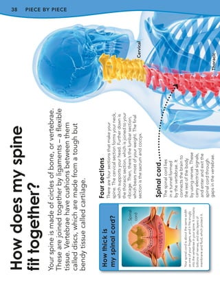 Your
spine
is
made
of
circles
of
bone,
or
vertebrae.
These
are
joined
together
by
ligaments
–
a
flexible
tissue.
Vertebrae
have
cushions
between
them
called
discs,
which
are
made
from
a
tough
but
bendy
tissue
called
cartilage.
How
does
my
spine
fit
together?
38 PIECE BY PIECE
How
thick
is
my
spinal
cord?
Your
spinal
cord
is
about
the
same
width
as
one
of
your
fingers,
and
it
fits
snugly
into
the
vertebrae
in
your
spine.
It
contains
billions
of
nerves,
and
also
layers
of
membrane
and
fluid,
which
protect
it.
Four
sections
There
are
four
sections
that
make
your
spine.
The
cervical
section
forms
your
neck,
which
supports
your
head.
Further
down
is
the
thoracic
section,
which
is
joined
to
your
ribcage.
Then,
there’s
the
lumbar
section,
which
bears
most
of
your
weight.
The
final
section
is
the
sacrum
and
coccyx.
Spinal
cord
The
spinal
cord
lies
in
a
tunnel
formed
by
the
vertebrae.
It
connects
the
brain
to
the
rest
of
the
body
by
using
nerves.
These
carry
electrical
signals,
and
enter
and
exit
the
spinal
cord
through
gaps
in
the
vertebrae.
Spinal
cord
Cervical
Thoracic
 