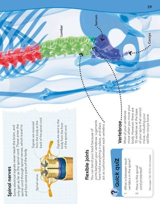 39
Q
u
i
c
k
q
u
i
z
?
See
pages
132–133
for
the
answers
1.
What
is
between
each
vertebra
in
the
spine?
2.
How
is
the
spinal
cord
protected?
Vertebrae
Most
of
your
vertebrae
move
when
you
move
your
body.
However,
there
are
10
vertebrae
at
the
base
of
your
spine
that
cannot
move,
including
your
tail-like
coccyx
bone.
Flexible
joints
You
can
bend
your
back
because
of
joints
between
your
vertebrae.
Ligaments
here
hold
everything
in
place,
and
discs
act
as
cushions
between
each
vertebra.
Spina
l
nerve
s
Some
electric
al
signals
never
reach
the
brain,
and
only
get
as
far
as
the
spinal
cord.
These
enter
the
spinal
cord
through
spinal
nerves,
which
travel
to
and
from
some
parts
of
the
body.
Signals
are
sent
to
the
body
from
the
front
of
the
spinal
cord.
Signals
are
received
from
the
body
at
the
back
of
the
spinal
cord.
Spinal
nerve
Lumbar
Sacrum
Coccyx
 