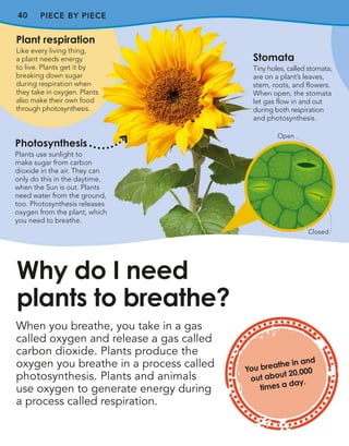 40 PIECE BY PIECE
When you breathe, you take in a gas
called oxygen and release a gas called
carbon dioxide. Plants produce the
oxygen you breathe in a process called
photosynthesis. Plants and animals
use oxygen to generate energy during
a process called respiration.
Why do I need
plants to breathe?
Stomata
Tiny holes, called stomata,
are on a plant’s leaves,
stem, roots, and flowers.
When open, the stomata
let gas flow in and out
during both respiration
and photosynthesis.
Closed
Open
Plant respiration
Like every living thing,
a plant needs energy
to live. Plants get it by
breaking down sugar
during respiration when
they take in oxygen. Plants
also make their own food
through photosynthesis.
Photosynthesis
Plants use sunlight to
make sugar from carbon
dioxide in the air. They can
only do this in the daytime,
when the Sun is out. Plants
need water from the ground,
too. Photosynthesis releases
oxygen from the plant, which
you need to breathe.
You breathe in and
out about 20,000
times a day.
 