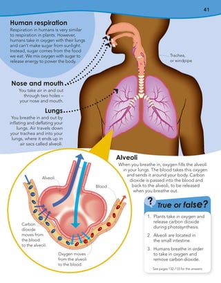 41
Nose and mouth
You take air in and out
through two holes –
your nose and mouth.
Lungs
You breathe in and out by
inflating and deflating your
lungs. Air travels down
your trachea and into your
lungs, where it ends up in
air sacs called alveoli.
Alveoli
When you breathe in, oxygen fills the alveoli
in your lungs. The blood takes this oxygen
and sends it around your body. Carbon
dioxide is passed into the blood and
back to the alveoli, to be released
when you breathe out.
T
Tr
ru
ue or
e or fa
fal
ls
se?
e?
?
?
See pages 132–133 for the answers
1. Plants take in oxygen and
release carbon dioxide
during photosynthesis.
2. Alveoli are located in
the small intestine.
3. Humans breathe in order
to take in oxygen and
remove carbon dioxide.
Human respiration
Respiration in humans is very similar
to respiration in plants. However,
humans take in oxygen with their lungs
and can’t make sugar from sunlight.
Instead, sugar comes from the food
we eat. We mix oxygen with sugar to
release energy to power the body.
Oxygen moves
from the alveoli
to the blood.
Blood
Carbon
dioxide
moves from
the blood
to the alveoli.
Alveoli
Trachea,
or windpipe
 