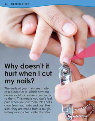 44 PIECE BY PIECE
The ends of your nails are made
of old dead cells, which have no
nerves or blood vessels connected
to them. This means you can’t feel
pain when you cut them. Nail cells
grow from your skin and, just like
skin, they are made from a tough,
waterproof protein called keratin.
Why doesn’t it
hurt when I cut
my nails?
 