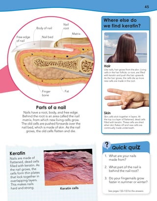 45
Quick quiz
?
See pages 132–133 for the answers
1. What are your nails
made from?
2. What part of the nail is
behind the nail root?
3. Do your fingernails grow
faster in summer or winter?
Keratin
Nails are made of
flattened, dead cells
filled with keratin. As
the nail grows, the
cells form thin plates
that lock together in
overlapping layers.
This makes nails
hard and strong. Keratin cells
Free edge
of nail
Body of nail
Nail
root
Matrix
Fat
Finger
bone
Nail bed
Parts of a nail
Nails have a root, body, and free edge.
Behind the root is an area called the nail
matrix, from which new living cells grow.
The old cells are pushed forwards over the
nail bed, which is made of skin. As the nail
grows, the old cells flatten and die.
Where else do
we find keratin?
Hair
Like nails, hair grows from the skin. Living
cells in the hair follicle, or root, are filled
with keratin and push the hair upwards.
As the hair grows, the cells die as more
new cells are made in the root.
Skin
Skin cells stick together in layers. At
the top is a layer of flattened, dead cells
filled with keratin. These cells are shed
when skin flakes off and new cells are
continually made underneath.
 