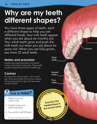 46 PIECE BY PIECE
You have three types of teeth, each
a different shape to help you eat
different foods. Your milk teeth appear
when you are about six months old.
Your adult teeth grow and push the
milk teeth out when you are about six
years old. When you are fully grown,
you have 32 adult teeth.
Why are my teeth
different shapes?
True or false?
?
See pages 132–133 for the answers
1. Molars have the
widest roots.
2. Enamel makes your
teeth look white.
3. You are born with 32 teeth.
Canine
First
molar
Second
molar
Third
molar
Molars and premolars
Adults have eight premolars and twelve
molars at the back of each jaw. These teeth
squash and grind up food for swallowing.
Canines
You have four canine teeth – two in each
jaw. They are at either end of your incisors.
Canines are pointy to grip and tear away
chunks of food.
Enamel is the
hardest tissue in
the human body.
 