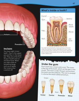47
Incisors
Premolars
Incisors
You have eight incisor
teeth – four in the upper
jaw and four in the lower
jaw. They are at the front
of your mouth and cut
and slice food. When
you take a bite of
something large,
such as an apple,
the incisors slice
a section off.
What’s inside a tooth?
Your teeth are protected by a hard outer layer of enamel.
Under this coating is a tissue called dentine, which makes
up most of the tooth. Inside this is a living tissue called pulp,
which contains blood vessels and nerves. Nerves help the
tooth to detect pain.
Enamel
Gum
Root
Dentine
Jaw
bone
Nerves
Pulp
Blood
vessels
Under the gum
Each tooth has a crown and a root. The crown
is the top of the tooth, which can be seen in the
mouth. The root is under the gum and anchors
the tooth into the jawbone. The root is covered
in a bone-like tissue called cementum.
Incisor Premolar
Canine Molar
Crown
Root
 