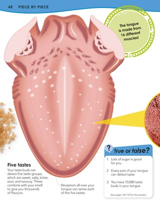 48 PIECE BY PIECE
Five tastes
Your taste buds can
detect five taste groups,
which are sweet, salty, bitter,
sour, and savoury. These
combine with your smell
to give you thousands
of flavours.
The tongue
is made from
16 different
muscles!
True or false?
?
1. Lots of sugar is good
for you.
2. Every part of your tongue
can detect taste.
3. You have 10,000 taste
buds in your tongue.
See pages 132–133 for the answers
Receptors all over your
tongue can sense each
of the five tastes.
 