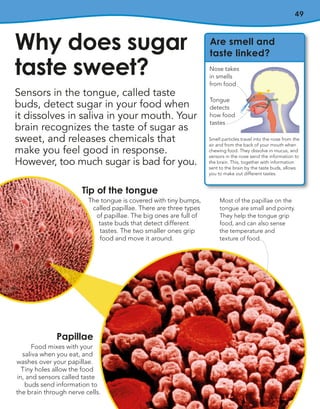 49
Sensors in the tongue, called taste
buds, detect sugar in your food when
it dissolves in saliva in your mouth. Your
brain recognizes the taste of sugar as
sweet, and releases chemicals that
make you feel good in response.
However, too much sugar is bad for you.
Why does sugar
taste sweet?
Tip of the tongue
The tongue is covered with tiny bumps,
called papillae. There are three types
of papillae. The big ones are full of
taste buds that detect different
tastes. The two smaller ones grip
food and move it around.
Papillae
Food mixes with your
saliva when you eat, and
washes over your papillae.
Tiny holes allow the food
in, and sensors called taste
buds send information to
the brain through nerve cells.
Are smell and
taste linked?
Smell particles travel into the nose from the
air and from the back of your mouth when
chewing food. They dissolve in mucus, and
sensors in the nose send the information to
the brain. This, together with information
sent to the brain by the taste buds, allows
you to make out different tastes.
Nose takes
in smells
from food
Tongue
detects
how food
tastes
Most of the papillae on the
tongue are small and pointy.
They help the tongue grip
food, and can also sense
the temperature and
texture of food.
 