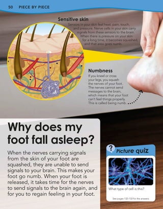50
When the nerves carrying signals
from the skin of your foot are
squashed, they are unable to send
signals to your brain. This makes your
foot go numb. When your foot is
released, it takes time for the nerves
to send signals to the brain again, and
for you to regain feeling in your foot.
Why does my
foot fall asleep?
Sensitive skin
Sensors in your skin feel heat, pain, touch,
and pressure. Nerve cells in your skin carry
signals from these sensors to the brain.
When there is pressure on your skin
for a long time, it becomes squashed,
and that area goes numb.
Numbness
If you kneel or cross
your legs, you squash
the nerves of your foot.
The nerves cannot send
messages to the brain,
which means that your foot
can’t feel things properly.
This is called being numb.
PIECE BY PIECE
What type of cell is this?
?
See pages 132–133 for the answers
Picture quiz
 
