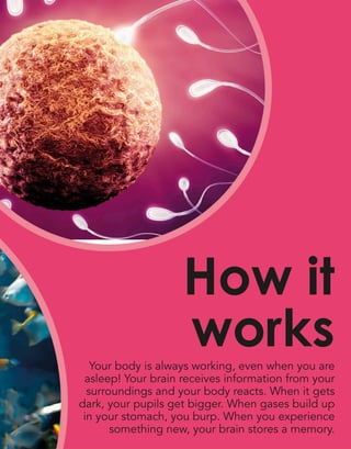 Your body is always working, even when you are
asleep! Your brain receives information from your
surroundings and your body reacts. When it gets
dark, your pupils get bigger. When gases build up
in your stomach, you burp. When you experience
something new, your brain stores a memory.
How it
works
 