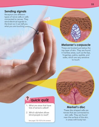 55
Sending signals
Receptors are different
types of nerve cells or cells
connected to nerves. They
send electrical signals to
the brain so it can tell you
what you are touching.
Meissner’s corpuscle
These are located just below the
top layer of skin. They are found
in hairless areas, such as the lips,
fingertips, palms, eyelids, and
soles, which are very sensitive
to touch.
Merkel’s disc
These disc-shaped cells are
nerves that are connected to
skin cells. They are found
near the surface of the skin,
in areas with body hair.
Quick quiz
?
See pages 132–133 for the answers
1. What are areas that have
lots of sensors called?
2. Which alphabet allows
blind people to read?
 