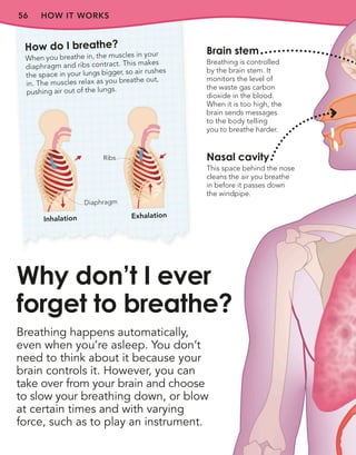 56
How do I breathe?
When you breathe in, the muscles in your
diaphragm and ribs contract. This makes
the space in your lungs bigger, so air rushes
in. The muscles relax as you breathe out,
pushing air out of the lungs.
Inhalation Exhalation
Diaphragm
Ribs
HOW IT WORKS
Breathing happens automatically,
even when you’re asleep. You don’t
need to think about it because your
brain controls it. However, you can
take over from your brain and choose
to slow your breathing down, or blow
at certain times and with varying
force, such as to play an instrument.
Why don’t I ever
forget to breathe?
Brain stem
Breathing is controlled
by the brain stem. It
monitors the level of
the waste gas carbon
dioxide in the blood.
When it is too high, the
brain sends messages
to the body telling
you to breathe harder.
Nasal cavity
This space behind the nose
cleans the air you breathe
in before it passes down
the windpipe.
 
