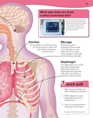 57
Ribcage
The brain sends a
message to the muscles
in the ribcage to move
faster when you need
more oxygen in the body
and less carbon dioxide.
Diaphragm
The diaphragm is a muscle
that helps you breathe.
When you inhale, the
diaphragm becomes flat
and when you exhale, it
becomes a dome shape.
Trachea
The windpipe, or trachea, carries
air to your lungs. It splits into
two tubes, one going
to each lung.
Quick quiz
?
1. Why do you breathe out
after holding your breath?
2. What happens to your
diaphragm when you
breathe out?
3. Can you choose when to
make your heart beat?
See pages 132–133 for the answers
What else does my brain
control automatically?
The brain controls the heart and
keeps it beating to pump blood
around the body, carrying oxygen
from the lungs to all the other
organs. Other muscles, such
as those in the intestines, also
work automatically.
 