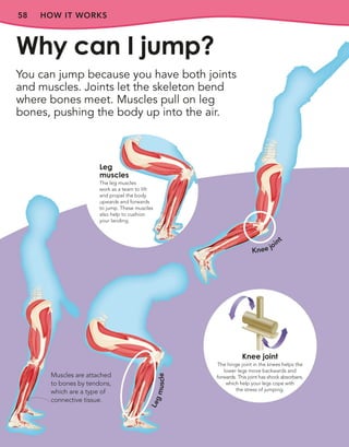 HOW IT WORKS
58
You can jump because you have both joints
and muscles. Joints let the skeleton bend
where bones meet. Muscles pull on leg
bones, pushing the body up into the air.
Why can I jump?
Muscles are attached
to bones by tendons,
which are a type of
connective tissue.
Knee joint
Knee joint
The hinge joint in the knees helps the
lower legs move backwards and
forwards. This joint has shock absorbers,
which help your legs cope with
the stress of jumping.
L
e
g
m
u
s
c
l
e
Leg
muscles
The leg muscles
work as a team to lift
and propel the body
upwards and forwards
to jump. These muscles
also help to cushion
your landing.
 