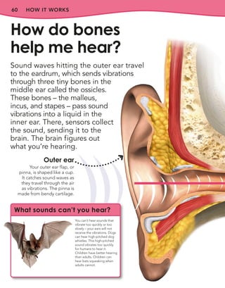 60 HOW IT WORKS
Sound waves hitting the outer ear travel
to the eardrum, which sends vibrations
through three tiny bones in the
middle ear called the ossicles.
These bones – the malleus,
incus, and stapes – pass sound
vibrations into a liquid in the
inner ear. There, sensors collect
the sound, sending it to the
brain. The brain figures out
what you’re hearing.
How do bones
help me hear?
Outer ear
Your outer ear flap, or
pinna, is shaped like a cup.
It catches sound waves as
they travel through the air
as vibrations. The pinna is
made from bendy cartilage.
What sounds can’t you hear?
You can’t hear sounds that
vibrate too quickly or too
slowly – your ears will not
receive the vibrations. Dogs
can hear high-pitched dog
whistles. This high-pitched
sound vibrates too quickly
for humans to hear it.
Children have better hearing
than adults. Children can
hear bats squeaking when
adults cannot.
 