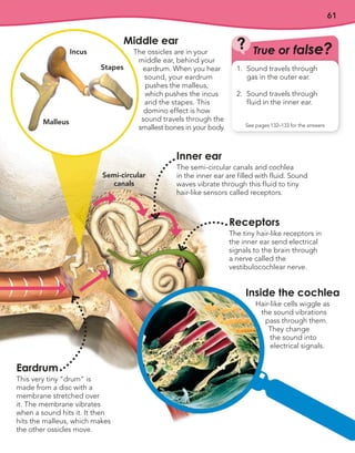 61
Inner ear
The semi-circular canals and cochlea
in the inner ear are filled with fluid. Sound
waves vibrate through this fluid to tiny
hair-like sensors called receptors.
Eardrum
This very tiny “drum” is
made from a disc with a
membrane stretched over
it. The membrane vibrates
when a sound hits it. It then
hits the malleus, which makes
the other ossicles move.
Inside the cochlea
Hair-like cells wiggle as
the sound vibrations
pass through them.
They change
the sound into
electrical signals.
Receptors
The tiny hair-like receptors in
the inner ear send electrical
signals to the brain through
a nerve called the
vestibulocochlear nerve.
True or false?
?
See pages 132–133 for the answers
1. Sound travels through
gas in the outer ear.
2. Sound travels through
fluid in the inner ear.
Middle ear
The ossicles are in your
middle ear, behind your
eardrum. When you hear
sound, your eardrum
pushes the malleus,
which pushes the incus
and the stapes. This
domino effect is how
sound travels through the
smallest bones in your body.
Stapes
Incus
Malleus
Semi-circular
canals
 