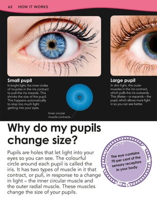 HOW IT WORKS
62
Pupils are holes that let light into your
eyes so you can see. The colourful
circle around each pupil is called the
iris. It has two types of muscle in it that
contract, or pull, in response to a change
in light – the inner circular muscle and
the outer radial muscle. These muscles
change the size of your pupils.
Why do my pupils
change size?
Small pupil
In bright light, the inner circles
of muscles in the iris contract
to pull the iris inwards. This
shrinks the size of the pupil.
This happens automatically
to stop too much light
getting into your eyes.
Large pupil
In dim light, the outer
muscles in the iris contract,
which pulls the iris outwards.
This dilates – or expands – the
pupil, which allows more light
in so you can see better.
The eye contains
70 per cent of the
sensory receptors
in your body.
Inner circular
muscle contracts
 