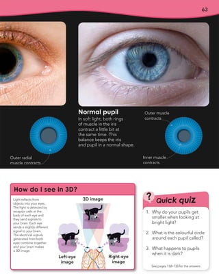 63
Normal pupil
In soft light, both rings
of muscle in the iris
contract a little bit at
the same time. This
balance keeps the iris
and pupil in a normal shape.
Light reflects from
objects into your eyes.
The light is detected by
receptor cells at the
back of each eye and
they send signals to
your brain. Each eye
sends a slightly different
signal to your brain.
The electrical signals
generated from both
eyes combine together
and your brain makes
a 3D image.
How do I see in 3D?
3D image
Right-eye
image
Quick quiz
?
See pages 132–133 for the answers
1. Why do your pupils get
smaller when looking at
bright light?
2. What is the colourful circle
around each pupil called?
3. What happens to pupils
when it is dark?
Left-eye
image
Outer radial
muscle contracts
Outer muscle
contracts
Inner muscle
contracts
 