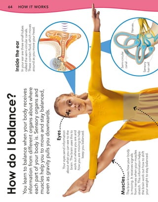 64 HOW IT WORKS
You
learn
to
balance
when
your
body
receives
information
from
different
organs
about
where
each
part
of
your
body
is.
Sensory
organs
and
muscles
help
you
to
move
and
stay
balanced,
even
as
gravity
pulls
you
downwards.
How
do
I
balance?
Eyes
Your
eyes
send
information
about
what
you
can
see
to
the
brain.
The
brain
uses
this
to
work
out
where
you
are
and
how
you
are
moving
to
help
keep
you
balanced.
Inside
the
ear
In
your
ear
are
three
small
tubes
called
the
semi-circular
canals.
These
contain
fluid,
which
moves
around
as
you
move
your
head.
Semi-circular
canal
Muscles
The
brain
knows
how
your
body
is
moving.
It
receives
signals
from
nerves
when
your
muscles
stretch.
This
information
helps
the
brain
work
out
how
to
shift
your
weight
to
stay
balanced.
Nerves
Sensory
hair
cell
 