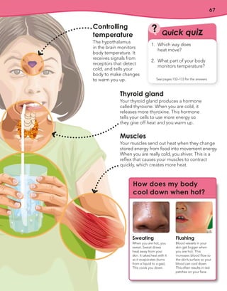 67
Thyroid gland
Your thyroid gland produces a hormone
called thyroxine. When you are cold, it
releases more thyroxine. This hormone
tells your cells to use more energy so
they give off heat and you warm up.
Controlling
temperature
The hypothalamus
in the brain monitors
body temperature. It
receives signals from
receptors that detect
cold, and tells your
body to make changes
to warm you up.
Muscles
Your muscles send out heat when they change
stored energy from food into movement energy.
When you are really cold, you shiver. This is a
reflex that causes your muscles to contract
quickly, which creates more heat.
How does my body
cool down when hot?
Sweating
When you are hot, you
sweat. Sweat draws
heat away from your
skin. It takes heat with it
as it evaporates (turns
from a liquid to a gas).
This cools you down.
Flushing
Blood vessels in your
skin get bigger when
you are hot. This
increases blood flow to
the skin’s surface so your
blood can cool down.
This often results in red
patches on your face.
Quick quiz
?
1. Which way does
heat move?
2. What part of your body
monitors temperature?
See pages 132–133 for the answers
 