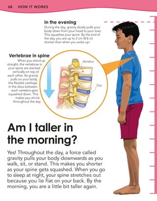 68
In the evening
During the day, gravity slowly pulls your
body down from your head to your toes.
This squashes your spine. By the end of
the day, you are up to 2 cm (0.8 in)
shorter than when you woke up!
Yes! Throughout the day, a force called
gravity pulls your body downwards as you
walk, sit, or stand. This makes you shorter
as your spine gets squashed. When you go
to sleep at night, your spine stretches out
because you lie flat on your back. By the
morning, you are a little bit taller again.
Am I taller in
the morning?
HOW IT WORKS
Vertebrae in spine
When you stand up
straight, the vertebrae in
your spine are stacked
vertically on top of
each other. As gravity
pulls on your body,
the flexible cartilage
in the discs between
each vertebra gets
squashed down. This
makes you shrink
throughout the day.
Disc
Vertebra
 