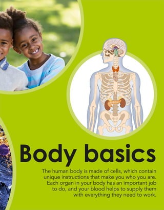 The human body is made of cells, which contain
unique instructions that make you who you are.
Each organ in your body has an important job
to do, and your blood helps to supply them
with everything they need to work.
Body basics
 