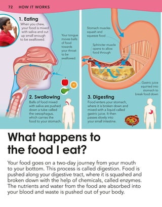 1. Eating
When you chew,
your food is mixed
with saliva and cut
up small enough
to be swallowed.
72 HOW IT WORKS
Your food goes on a two-day journey from your mouth
to your bottom. This process is called digestion. Food is
pushed along your digestive tract, where it is squashed and
broken down with the help of chemicals, called enzymes.
The nutrients and water from the food are absorbed into
your blood and waste is pushed out of your body.
What happens to
the food I eat?
2. Swallowing
Balls of food mixed
with saliva are pushed
down a tube called
the oesophagus,
which carries the
food to your stomach.
3. Digesting
Food enters your stomach,
where it is broken down and
mixed with a liquid called
gastric juice. It then
passes slowly into
your small intestine.
Stomach muscles
squash and
squeeze food
Gastric juice
squirted into
stomach to
break food down
Your tongue
moves balls
of food
towards
your throat
to be
swallowed.
Sphincter muscle
opens to allow
food through
 