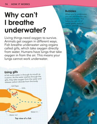 74
Living things need oxygen to survive.
Animals get oxygen in different ways.
Fish breathe underwater using organs
called gills, which take oxygen directly
from water. Humans have lungs that take
oxygen in from the air. This means your
lungs cannot work underwater.
Why can’t
I breathe
underwater?
Bubbles
When you’re underwater,
you can still breathe out,
making bubbles. This
helps you get rid of
waste gases, such as
carbon dioxide.
HOW IT WORKS
Using gills
A fish sucks water in through its mouth as
it swims. As the water washes through the
gills, they take oxygen from the water and
release carbon dioxide from the body.
Gills
Gill flaps
Water in
Water out
Top view of a fish
 