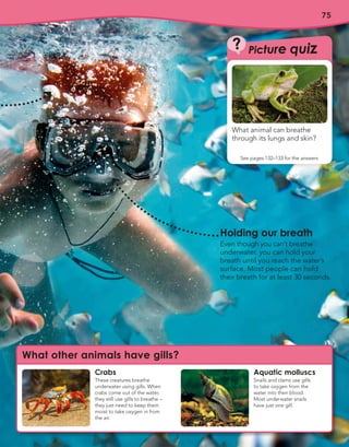 75
Holding our breath
Even though you can’t breathe
underwater, you can hold your
breath until you reach the water’s
surface. Most people can hold
their breath for at least 30 seconds.
What other animals have gills?
Crabs
These creatures breathe
underwater using gills. When
crabs come out of the water,
they still use gills to breathe –
they just need to keep them
moist to take oxygen in from
the air.
Aquatic molluscs
Snails and clams use gills
to take oxygen from the
water into their blood.
Most underwater snails
have just one gill.
What animal can breathe
through its lungs and skin?
?
See pages 132–133 for the answers
Picture quiz
 