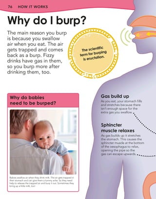 76 HOW IT WORKS
The main reason you burp
is because you swallow
air when you eat. The air
gets trapped and comes
back as a burp. Fizzy
drinks have gas in them,
so you burp more after
drinking them, too.
Why do I burp?
Gas build up
As you eat, your stomach fills
and stretches because there
isn’t enough space for the
extra gas you swallow.
Sphincter
muscle relaxes
As gas builds up it stretches
the stomach. This causes the
sphincter muscle at the bottom
of the oesophagus to relax,
opening the pipe so the
gas can escape upwards.
Why do babies
need to be burped?
Babies swallow air when they drink milk. The air gets trapped in
their stomach and can give them a tummy ache. So they need
help to release the trapped air and burp it out. Sometimes they
bring up a little milk, too!
The scientific
term for burping
is eructation.
 