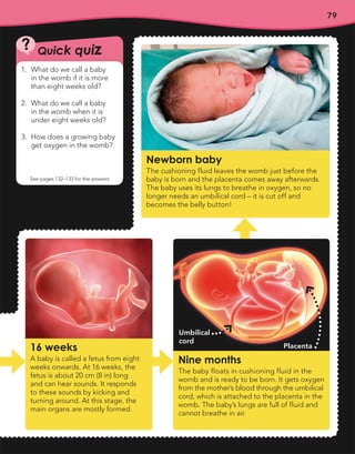 79
16 weeks
A baby is called a fetus from eight
weeks onwards. At 16 weeks, the
fetus is about 20 cm (8 in) long
and can hear sounds. It responds
to these sounds by kicking and
turning around. At this stage, the
main organs are mostly formed.
Nine months
The baby floats in cushioning fluid in the
womb and is ready to be born. It gets oxygen
from the mother’s blood through the umbilical
cord, which is attached to the placenta in the
womb. The baby’s lungs are full of fluid and
cannot breathe in air.
Newborn baby
The cushioning fluid leaves the womb just before the
baby is born and the placenta comes away afterwards.
The baby uses its lungs to breathe in oxygen, so no
longer needs an umbilical cord – it is cut off and
becomes the belly button!
Quick quiz
?
See pages 132–133 for the answers
1. What do we call a baby
in the womb if it is more
than eight weeks old?
2. What do we call a baby
in the womb when it is
under eight weeks old?
3. How does a growing baby
get oxygen in the womb?
Placenta
Umbilical
cord
 