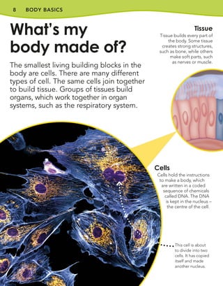 8 BODY BASICS
The smallest living building blocks in the
body are cells. There are many different
types of cell. The same cells join together
to build tissue. Groups of tissues build
organs, which work together in organ
systems, such as the respiratory system.
What’s my
body made of?
Tissue
Tissue builds every part of
the body. Some tissue
creates strong structures,
such as bone, while others
make soft parts, such
as nerves or muscle.
Cells
Cells hold the instructions
to make a body, which
are written in a coded
sequence of chemicals
called DNA. The DNA
is kept in the nucleus –
the centre of the cell.
This cell is about
to divide into two
cells. It has copied
itself and made
another nucleus.
 