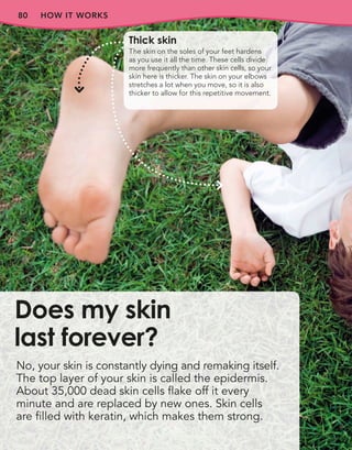 80 HOW IT WORKS
No, your skin is constantly dying and remaking itself.
The top layer of your skin is called the epidermis.
About 35,000 dead skin cells flake off it every
minute and are replaced by new ones. Skin cells
are filled with keratin, which makes them strong.
Does my skin
last forever?
Thick skin
The skin on the soles of your feet hardens
as you use it all the time. These cells divide
more frequently than other skin cells, so your
skin here is thicker. The skin on your elbows
stretches a lot when you move, so it is also
thicker to allow for this repetitive movement.
 