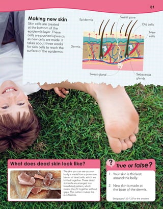 81
Making new skin
Skin cells are created
at the bottom of the
epidermis layer. These
cells are pushed upwards
as new cells are made. It
takes about three weeks
for skin cells to reach the
surface of the epidermis.
Old cells
Sweat pore
Sweat gland Sebaceous
glands
New
cells
Epidermis
Dermis
True or false?
?
See pages 132–133 for the answers
1. Your skin is thickest
around the belly.
2. New skin is made at
the base of the dermis.
What does dead skin look like?
The skin you can see on your
body is made from a protective
barrier of dead cells, which are
knitted together. These dead
skin cells are arranged in a
tessellated pattern, which
means they fit together without
gaps. This pattern makes the
skin flexible.
 