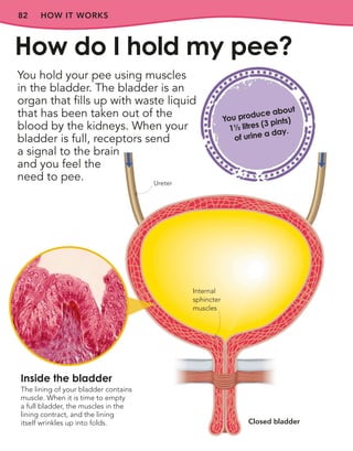 82 HOW IT WORKS
You hold your pee using muscles
in the bladder. The bladder is an
organ that fills up with waste liquid
that has been taken out of the
blood by the kidneys. When your
bladder is full, receptors send
a signal to the brain
and you feel the
need to pee.
How do I hold my pee?
You produce about
1½ litres (3 pints)
of urine a day.
Inside the bladder
The lining of your bladder contains
muscle. When it is time to empty
a full bladder, the muscles in the
lining contract, and the lining
itself wrinkles up into folds.
Internal
sphincter
muscles
Ureter
Closed bladder
 