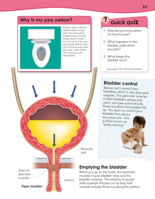 83
Bladder control
Babies can’t control their
bladders, which is why they wear
nappies. The sphincter muscles
in their bladders always stay
open, and pee automatically
flows out when the bladder fills
up. You learn to control your
bladder from about
two years old – this
is often known as
“potty training”.
Emptying the bladder
When you go to the toilet, the sphincter
muscles in your bladder relax and the
bladder empties. The stretchy muscular
walls squeeze the pee out as they fold
inwards and pee flows out along the urethra.
External
sphincter
muscles
Muscular
wall
Urethra
Open bladder
Quick quiz
?
See pages 132–133 for the answers
1. How do you know when
it’s time to pee?
2. What happens to the
bladder walls when
you pee?
3. What keeps the
bladder shut?
Why is my pee yellow?
Kidneys add a chemical
called urobilin to your
pee. This chemical has
a yellow colour. Urobilin
breaks down in water,
so if you drink a lot, your
pee is pale yellow. If you
don’t drink enough water
your pee is dark yellow.
This means you are
dehydrated.
 